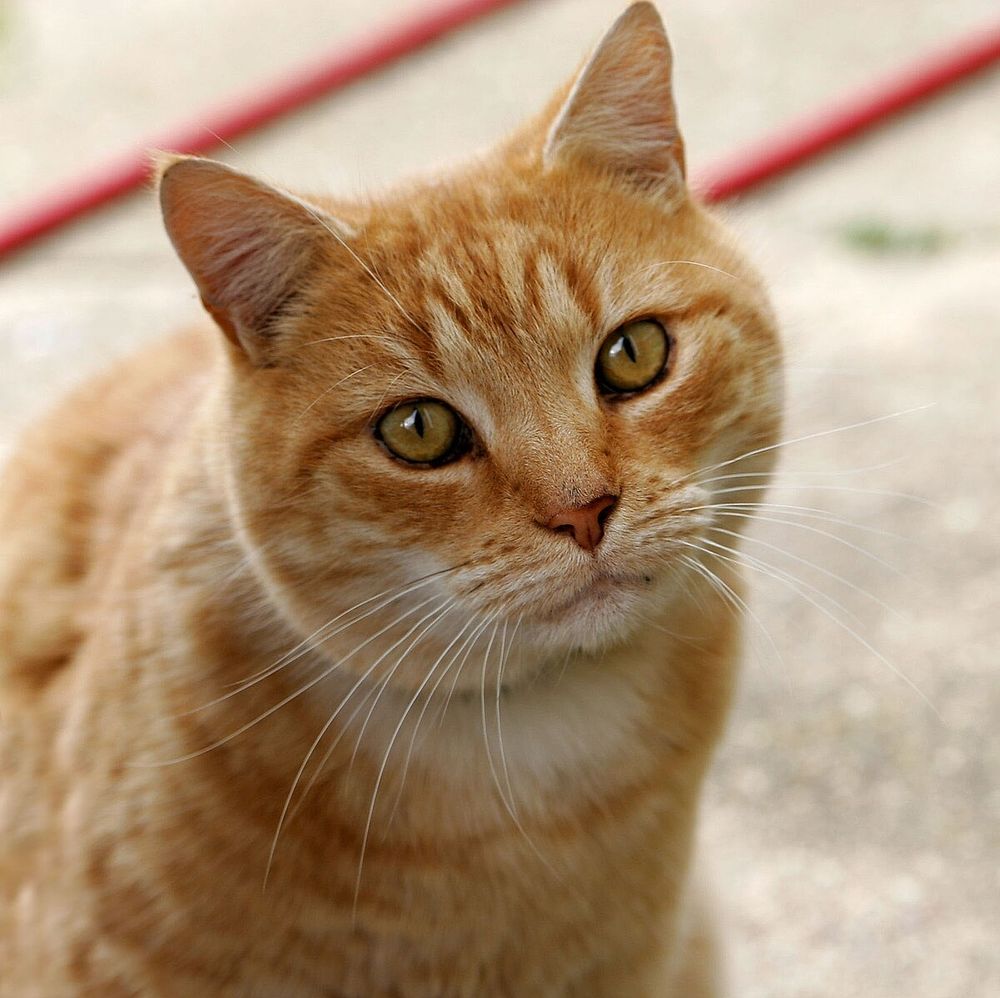 picture of an orange cat ("chat" french for Cat)