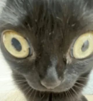 close-up of a black cat's face