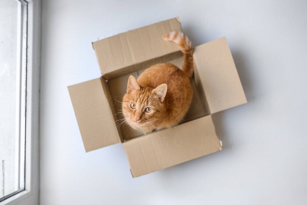 cat in a box
