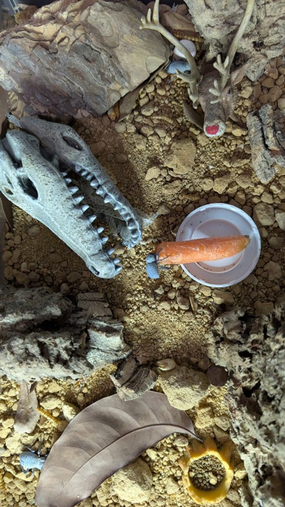 #bluedeathfeigningbeetle #beetle #insect 