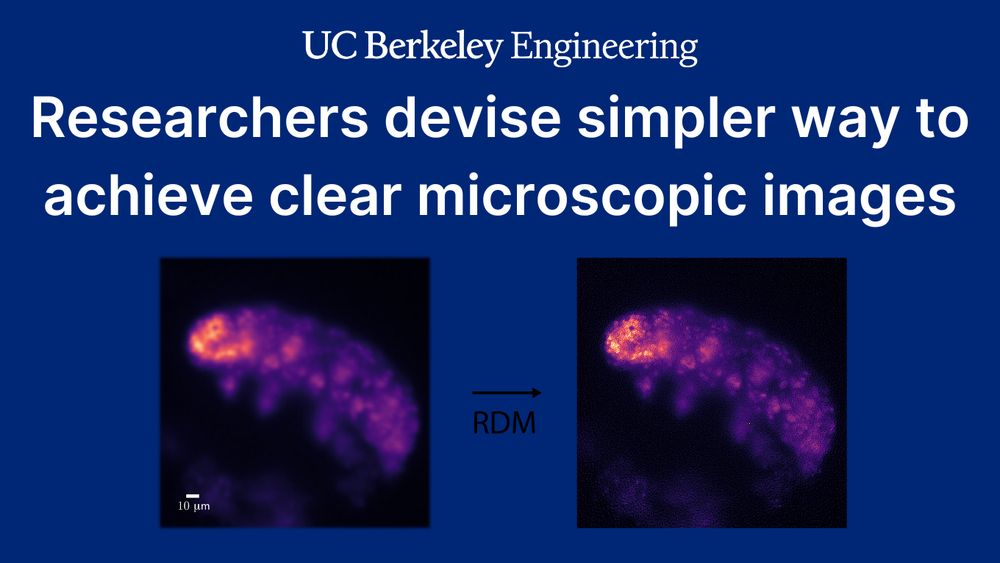 Text: “Researchers devise simpler way to achieve clear microscopic images.” Graphic showing RDM’s image sharpening on a live tardigrade sample. (Courtesy Kohli)