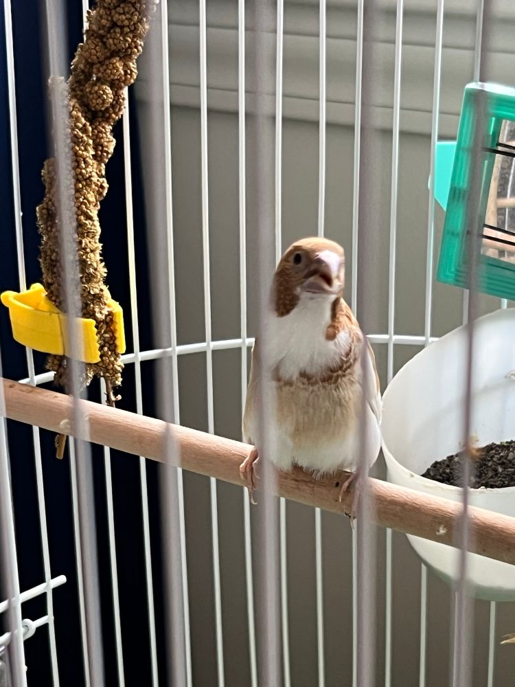 A fawn and white society finch sitting on a perch in his cage.