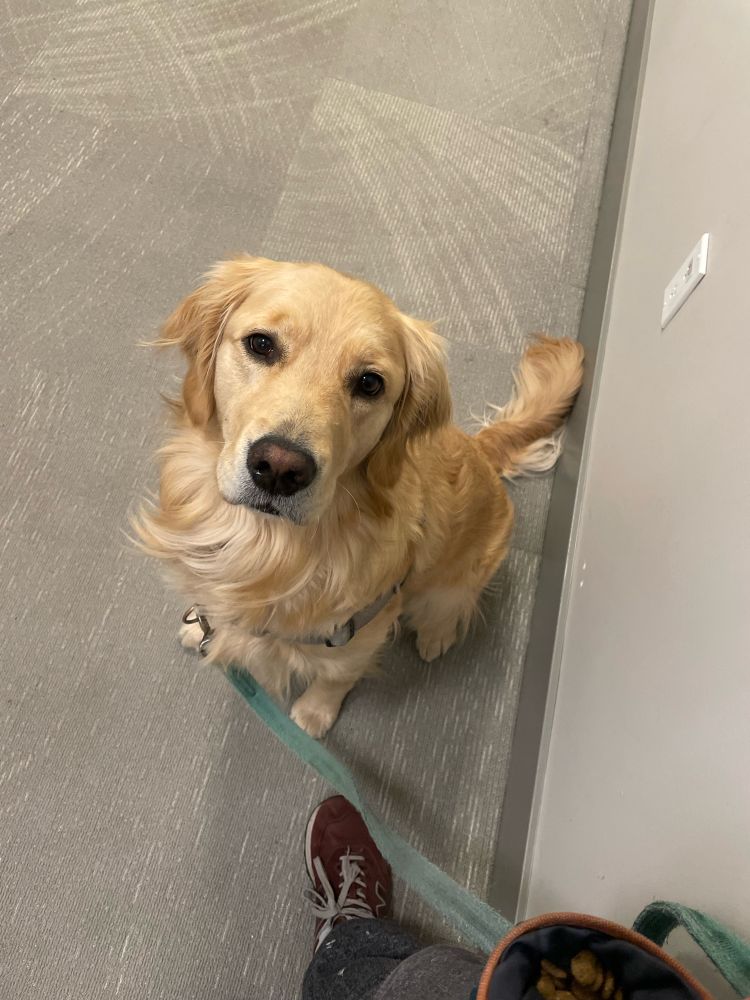 Maple, a golden retriever, sitting pretty, looking at the camera.