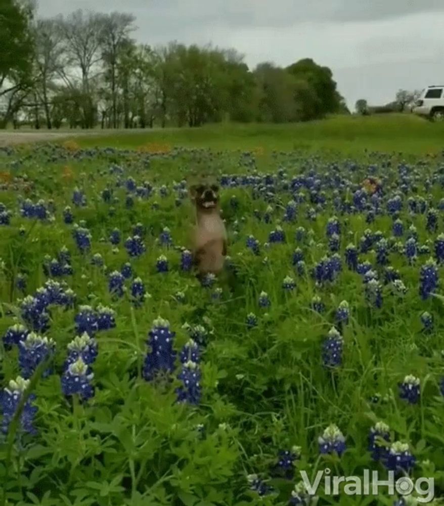 a dog is standing on its hind legs in a field of blue bonnets .