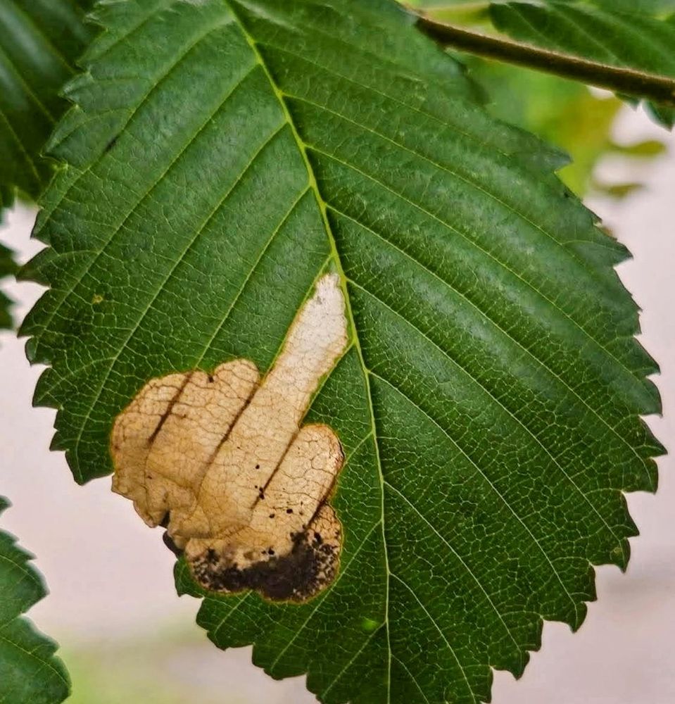 A leaf with damage that looks like a hand giving the finger 