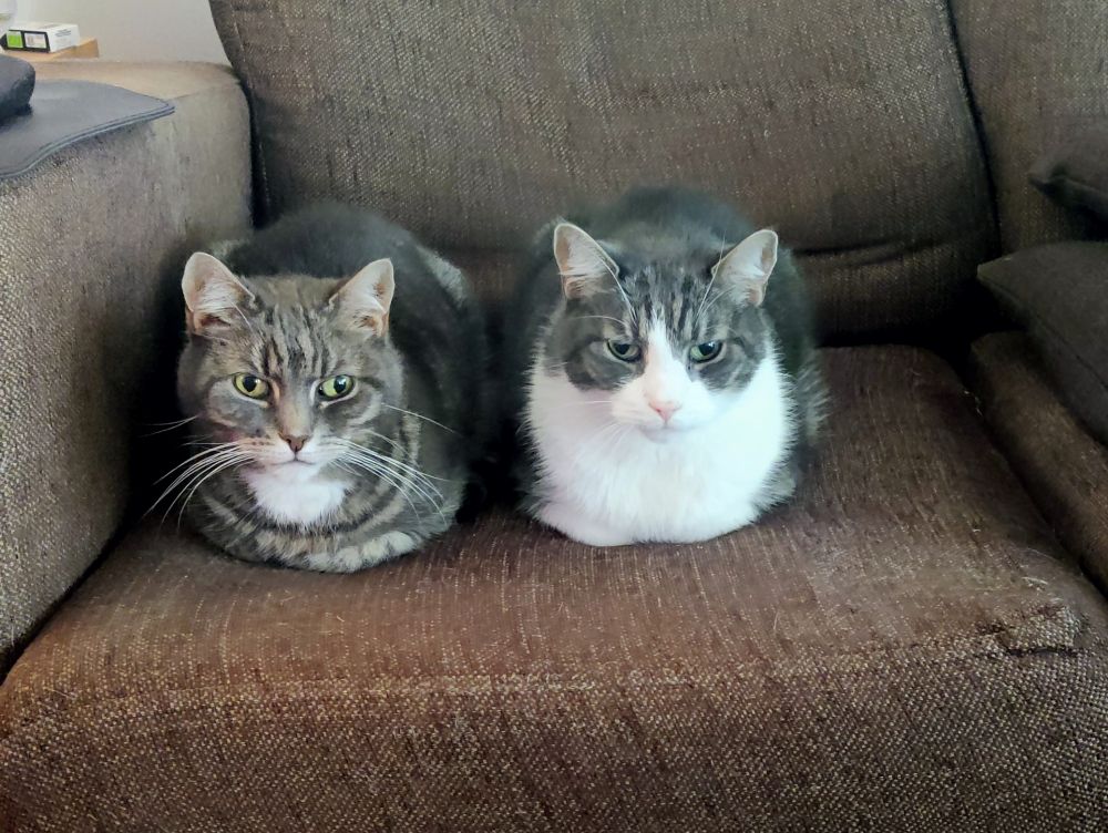 Two cats loafing 