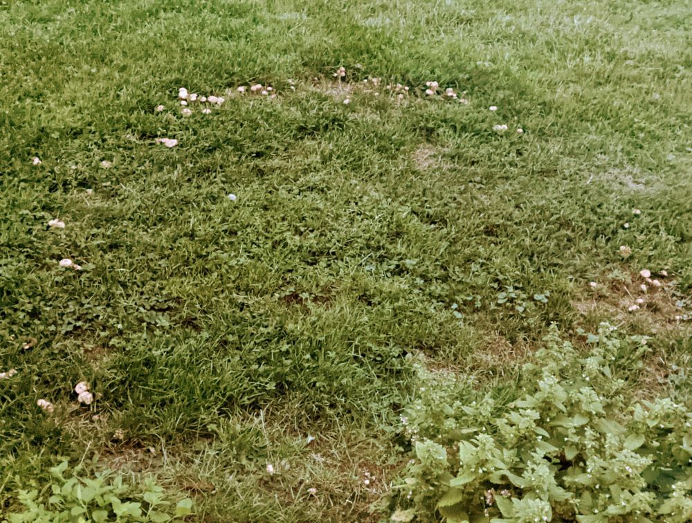 A photograph with a ring of mushrooms