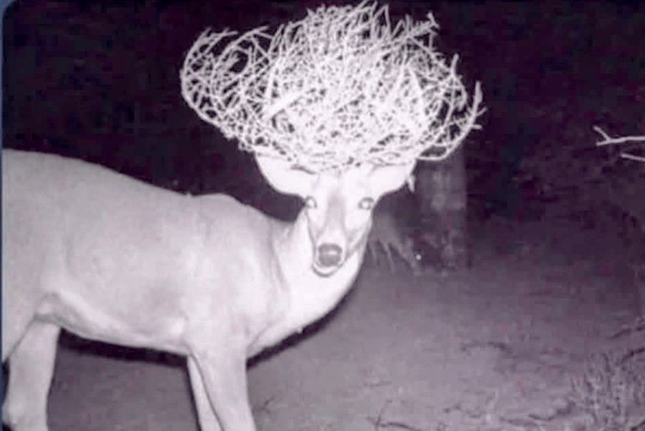 A deer with a bush stuck to its horns.