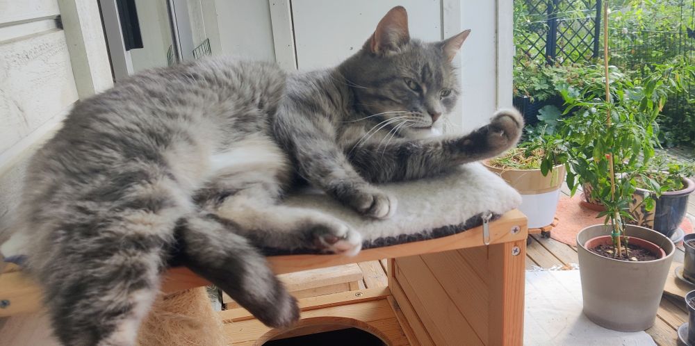 Cat laying on its side