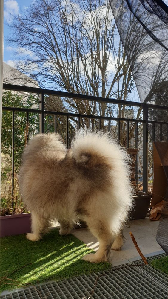 Kylo un chien spitz loup de taille moyenne et super poilu est vu de dos sur le balcon. Le soleil illumine les poils blancs des fesses et de la queue enroulée, tel un halo du derrière.