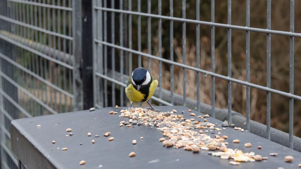 A great tit sitting on a metal box looking at seed with fencing behind