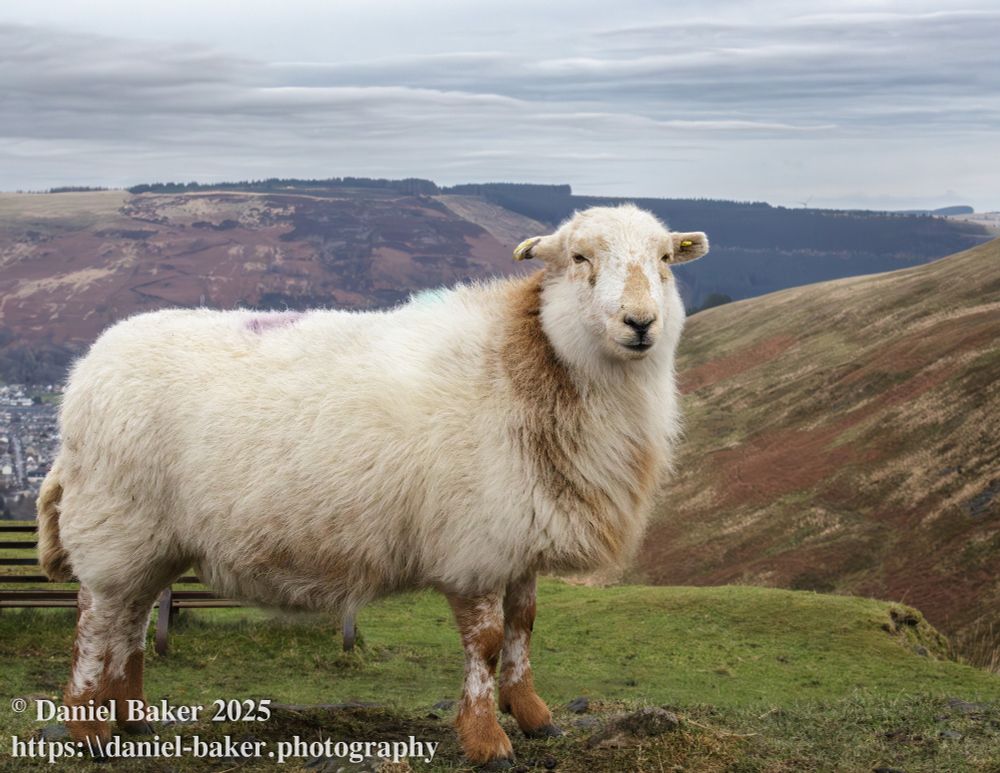 A sheep with mountains behind