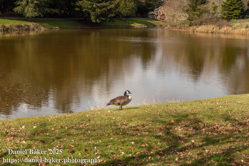 A goose laying on the grass with a lake behind