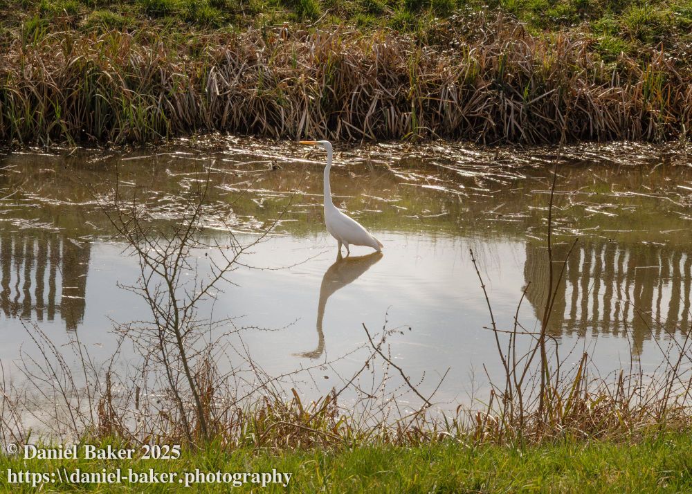 A white Egret wading in a river