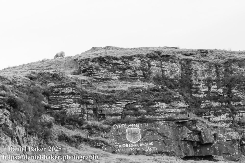 Black and white photo of a slated cliffside, a sheep grazing at the top and a Welsh Shield and dragon painted on the cliffside