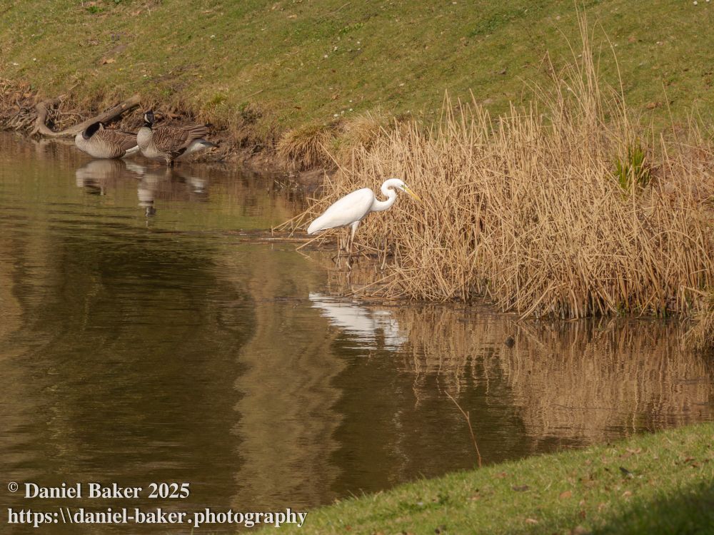 A white Egret wading in the rushes