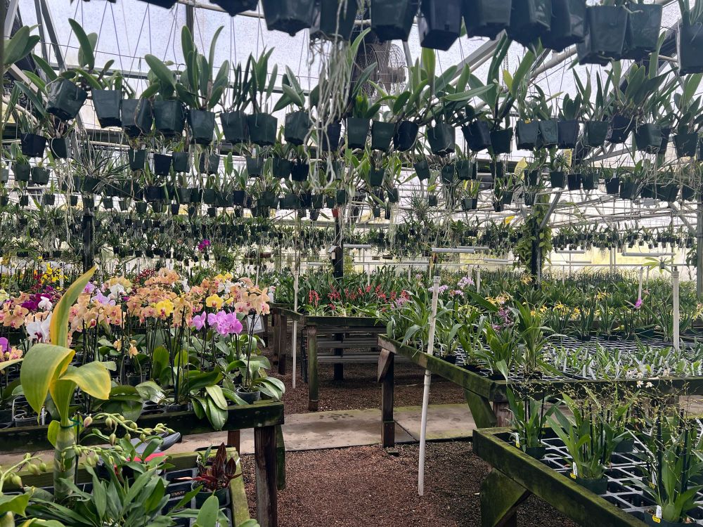 An orchid greenhouse. Many orchids on benches and hanging from the ceiling, some in flower. 