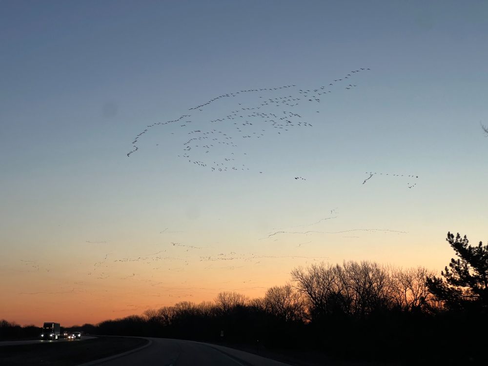 Thousands of Sandhill Cranes flying above the freeway before sunrise.