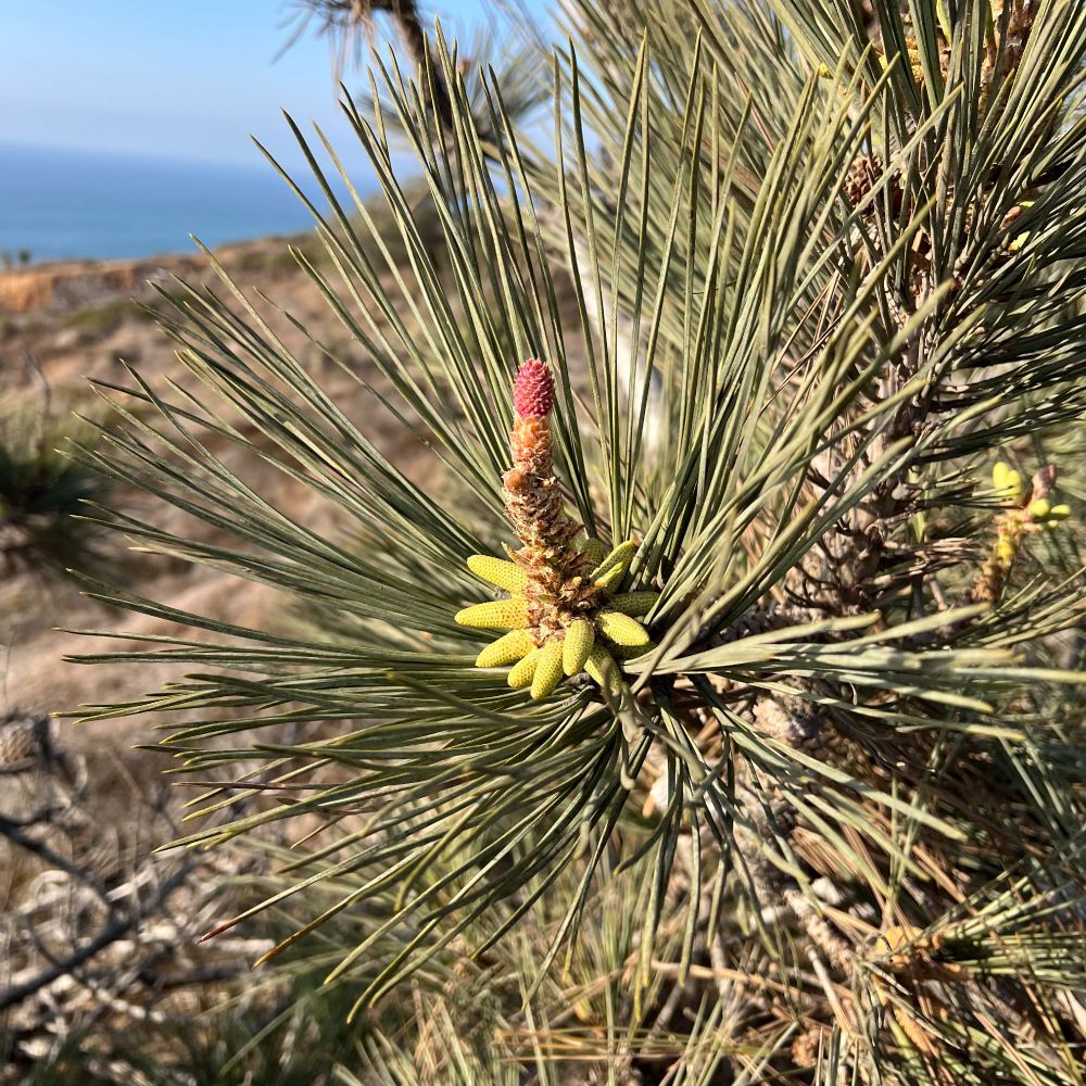 Pine branch with young cones.