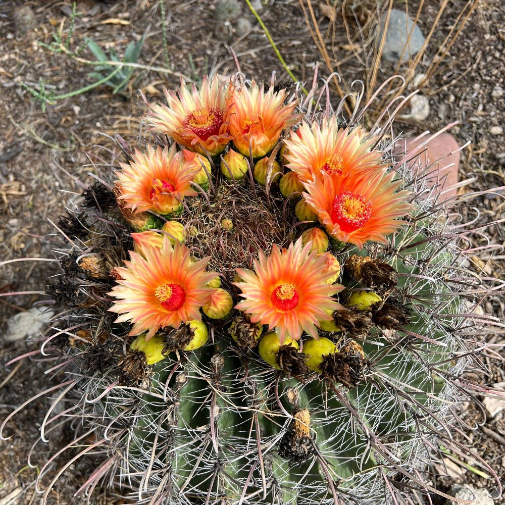 Flowering cactus.