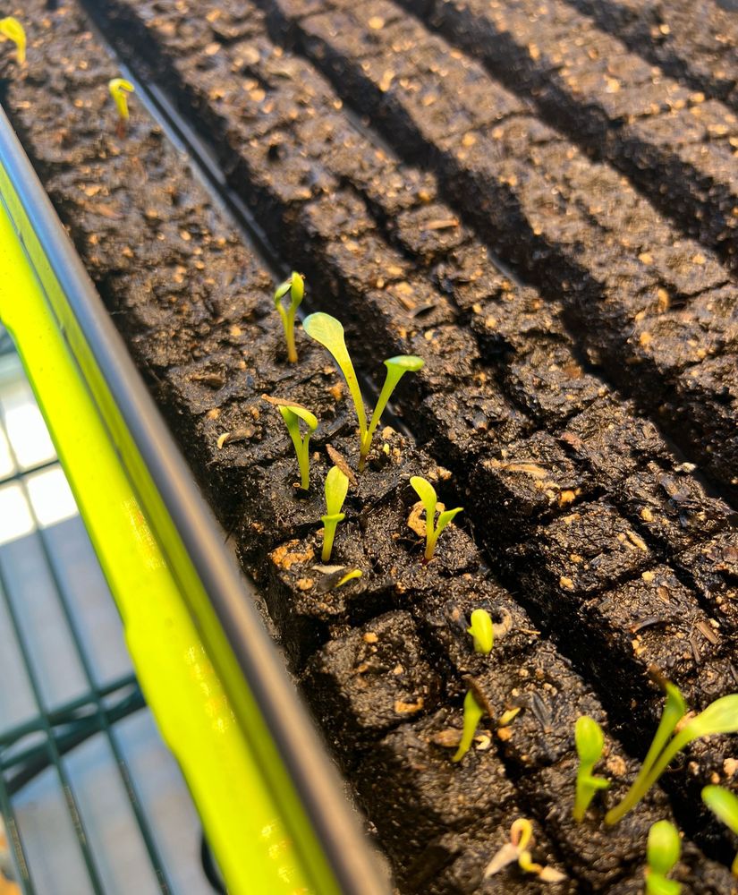 Small seedling leaves emerging from soil blocks in seedling tray. 