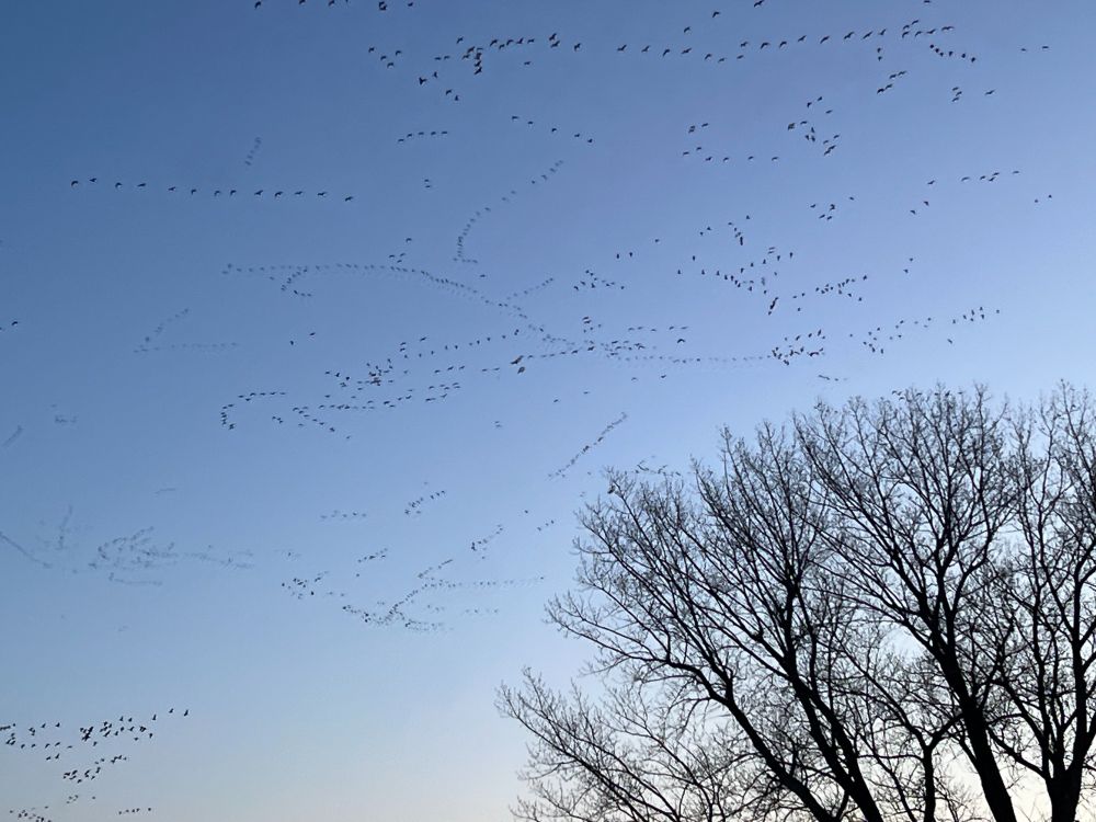 Sandhill Cranes flying above a tree.