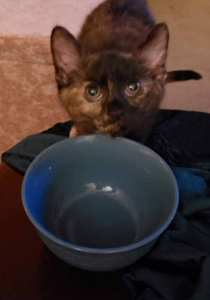 Esme when she was a kitten 