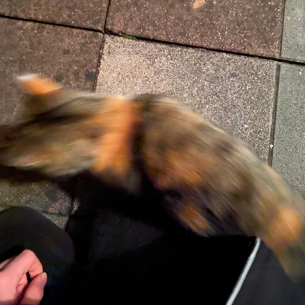 Photo of a tricolor cat swooshing by my legs.