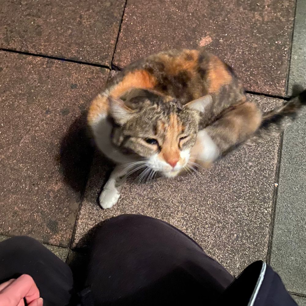 Photo of tricolor cat scratching itself.