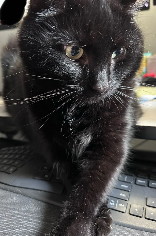 A black cat sits with his front paws crossed over a keyboard. 
