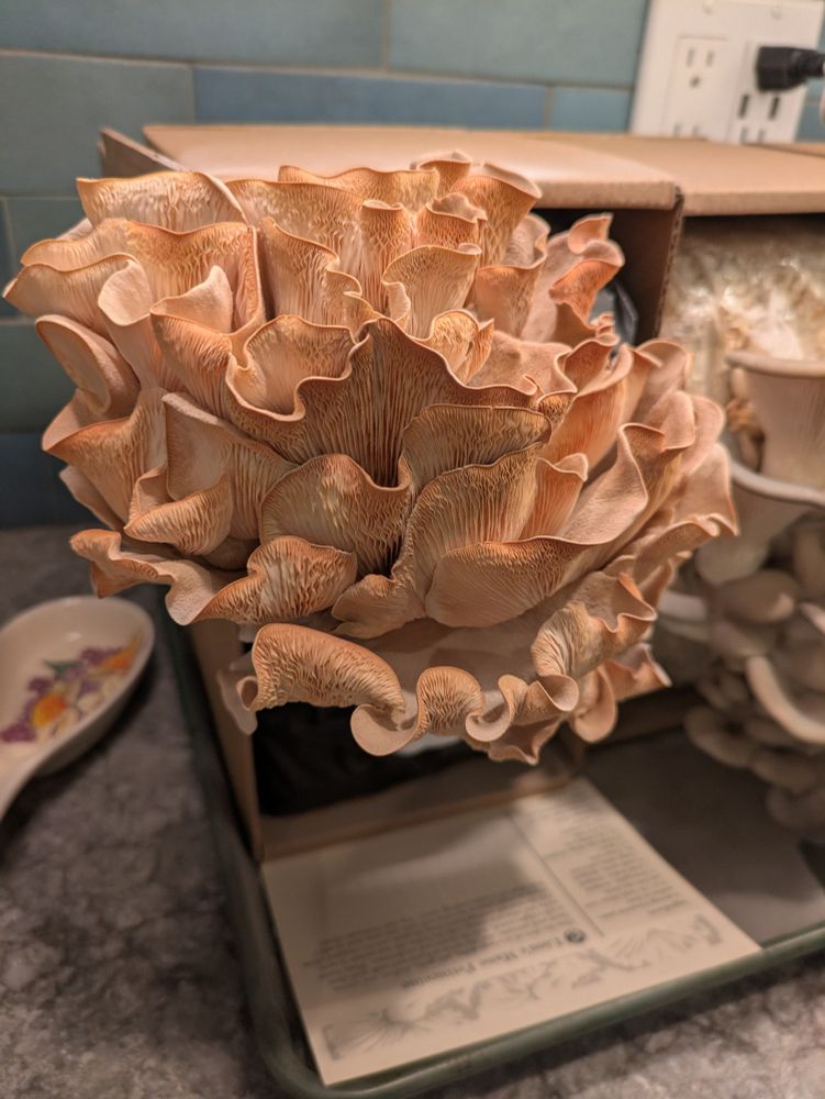 Pale pink wavy mushrooms 