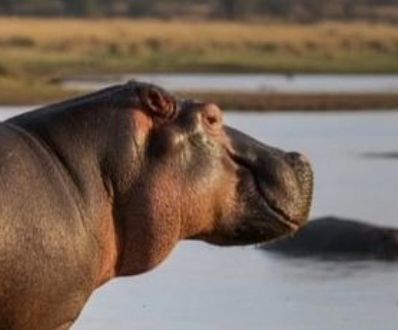 A smiling Hippo looking very pleased with himself. 