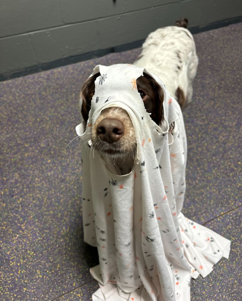 A liver and white Brittany covered with a sheet with eye and snoot holes cut out.