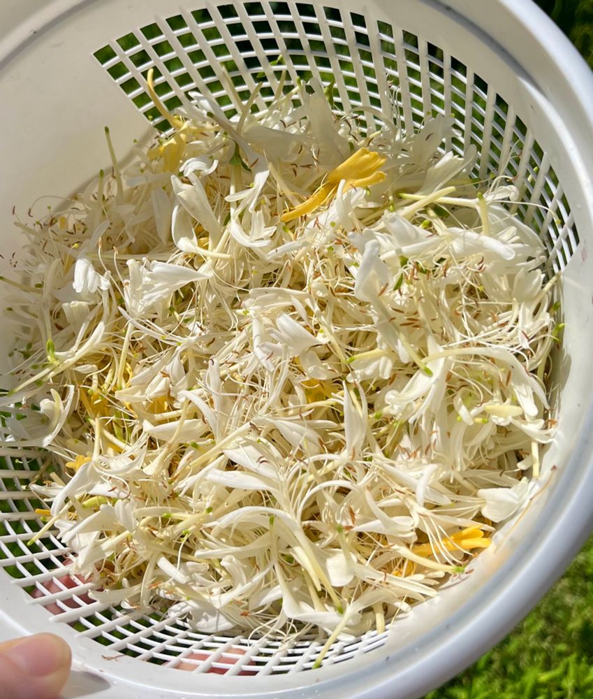 A white plastic basket in the sun  containing a pile of honeysuckle flowers