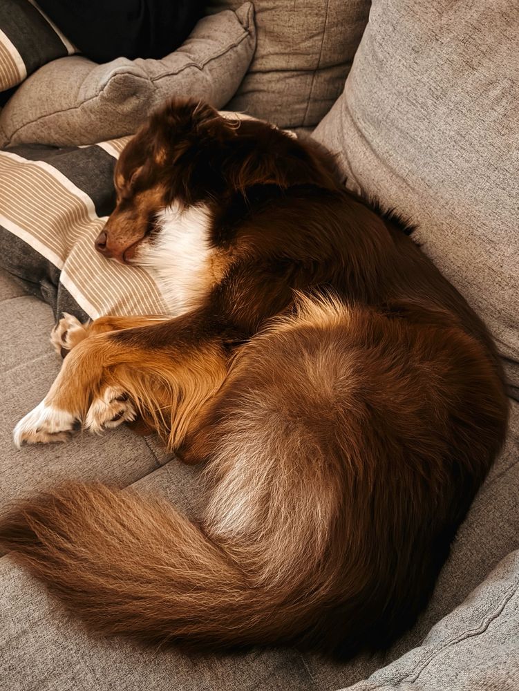 my dog lying on my couch all curled up with his head on a pillow, sleeping peacefully 