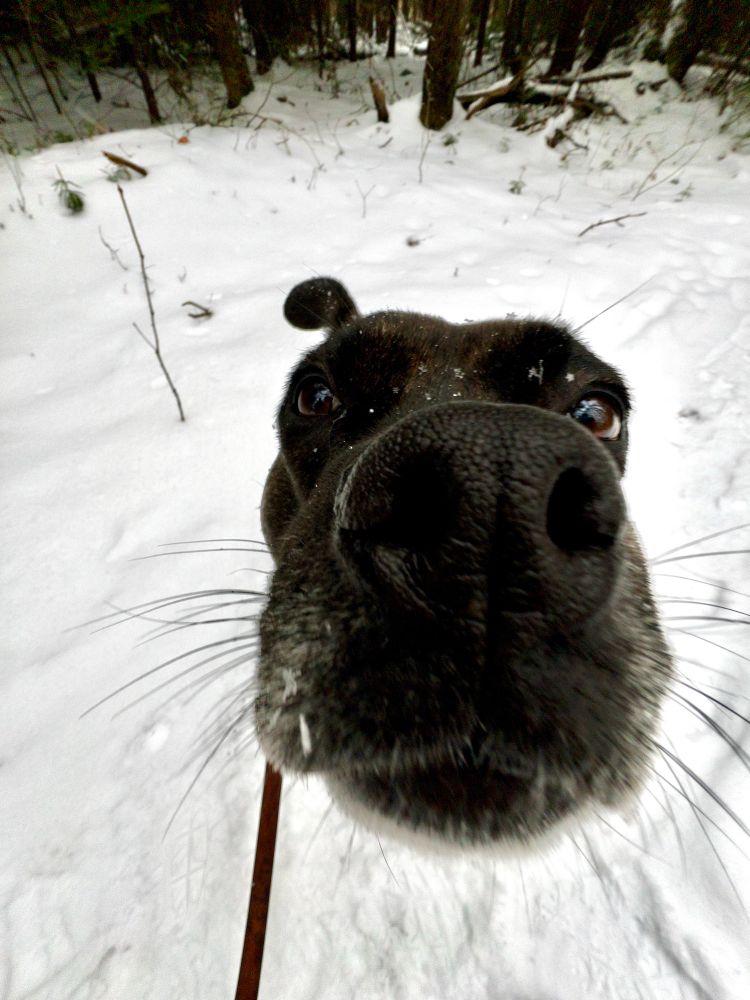 Close up wide angle shot of a dog showing his snout and eyes and his right ear. Background is snow. 
