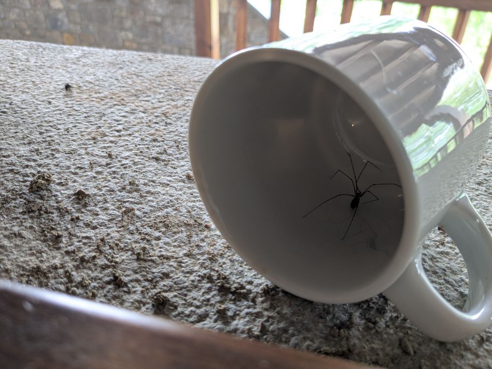 Una araña patilarga dentro de una taza, después de ser sacada de la casa y dejada en la repisa para que sea libre.