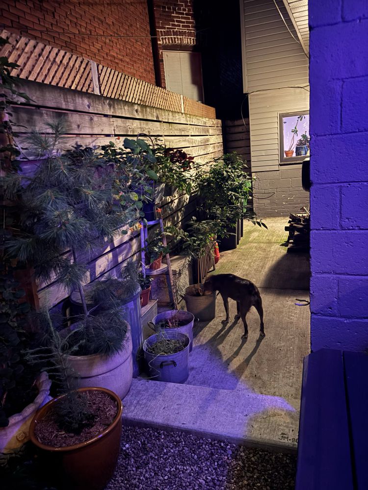 A breezeway between two houses that’s full of plants and a little brown dog