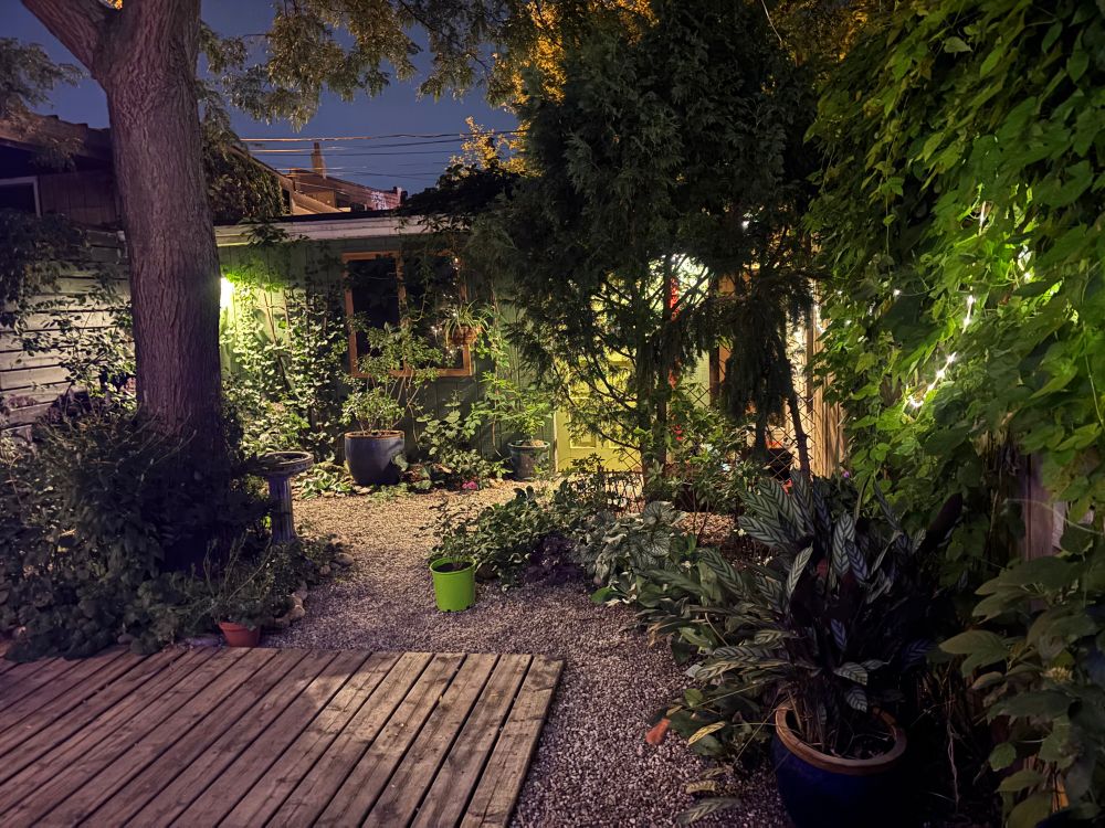 A small verdant backyard in downtown Toronto with a tree, lots of plants, shrubs, etc. pea gravel and wooden decking.