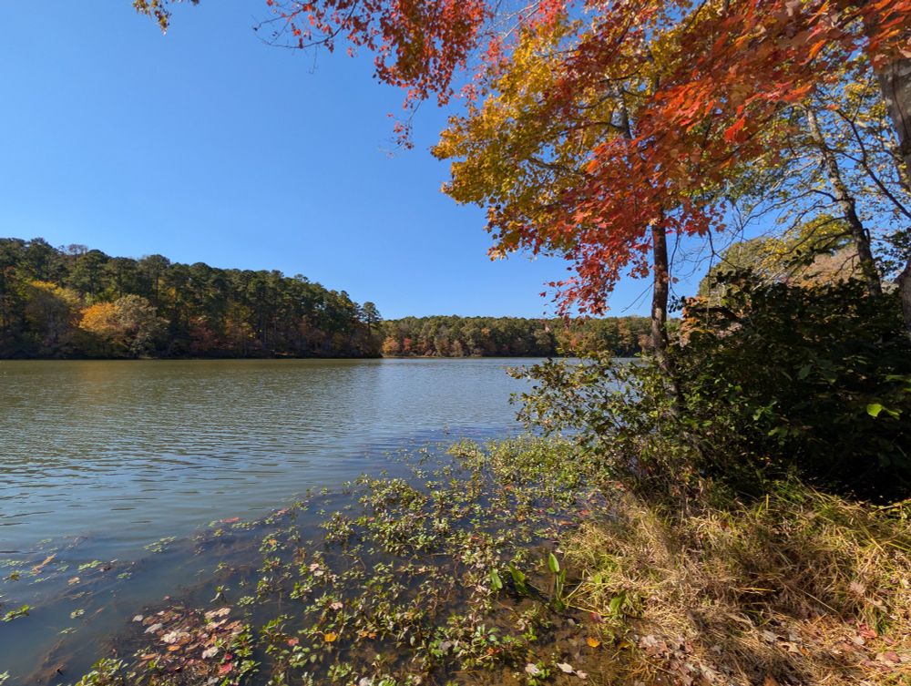 A scenic view of a lake with distant trees in the background. Fall foliage decorates the foreground, and a sense of palpable serenity can be felt.