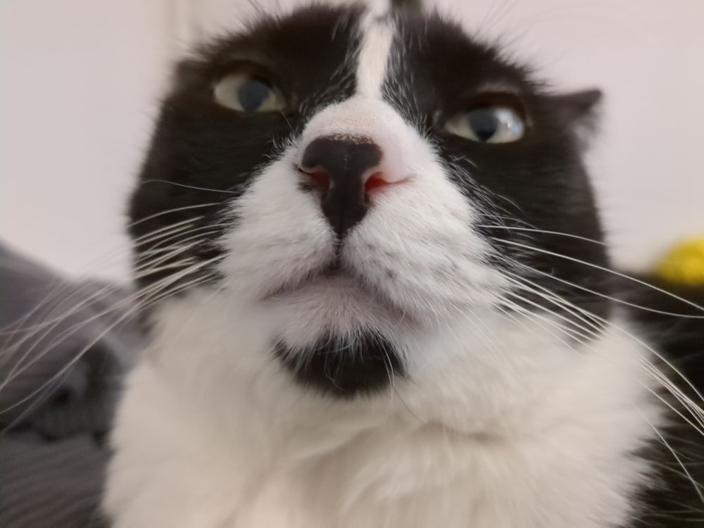 Close up of tuxedo cat.