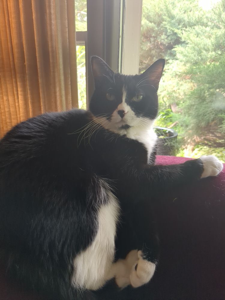 Tuxedo cat laying on top corner of couch looking at camera.
