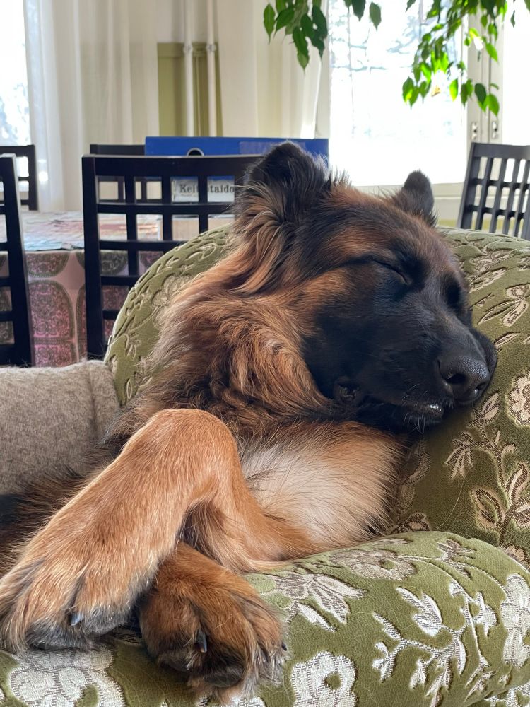 Koira nukkuu nojatuolissa istuen ja etutassut ristissä