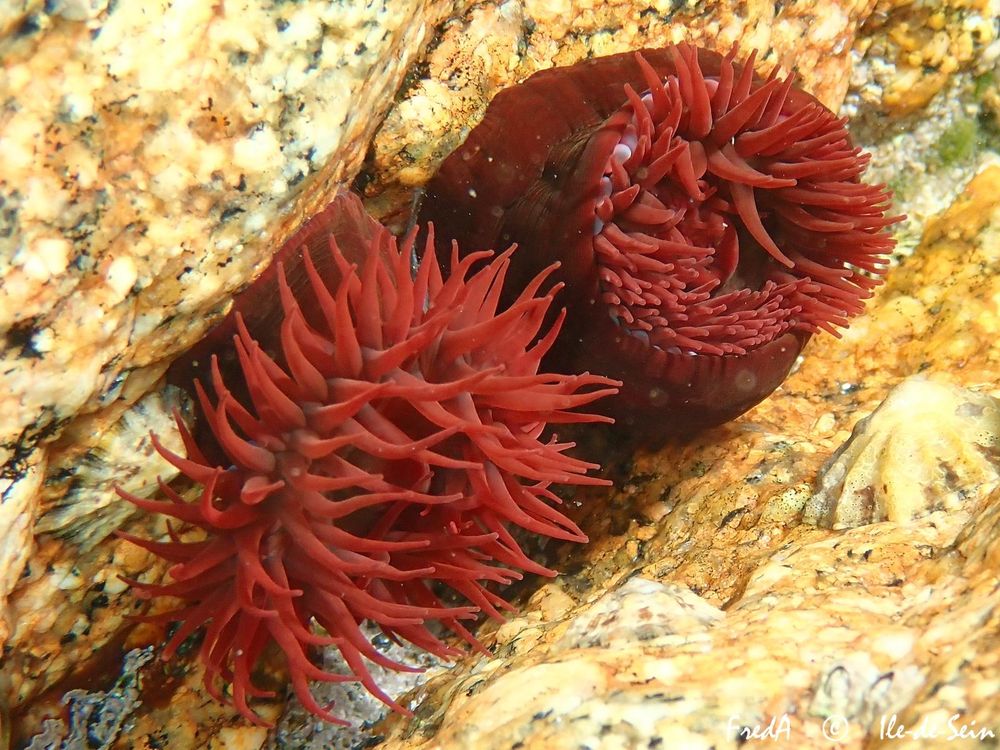 Anémona roja entre las rocas.