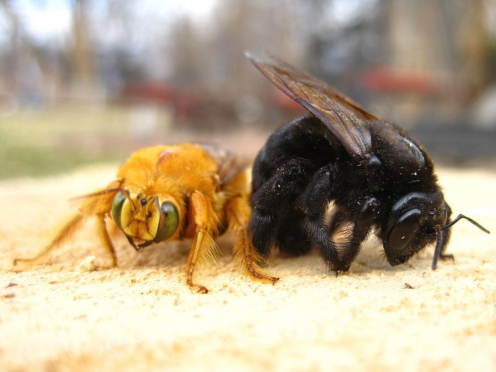 Dos abejorros, uno naranja y otro negro, ligeramente más grande. Ambos están cubiertos de pelos de su respectivo color. La hembra es la naranja, que tiene ojos verdes. El macho tan solo es negro.