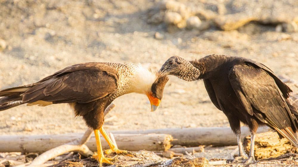 Un buitre acicalando a un rapaz.