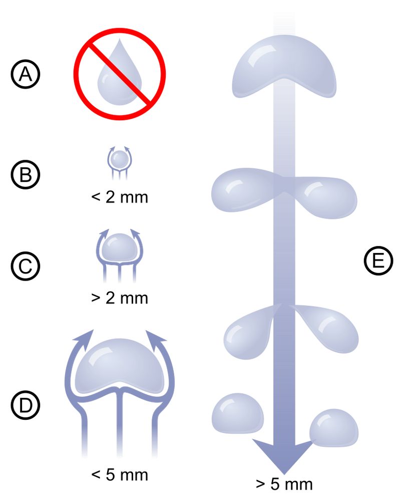 Con menos de 2 mm, son redondas. Van aplanándose conforme aumenta su tamaño. Al aproximarse a los 5 mm, se doblan por el centro y, al superar este tamaño, se dividen.