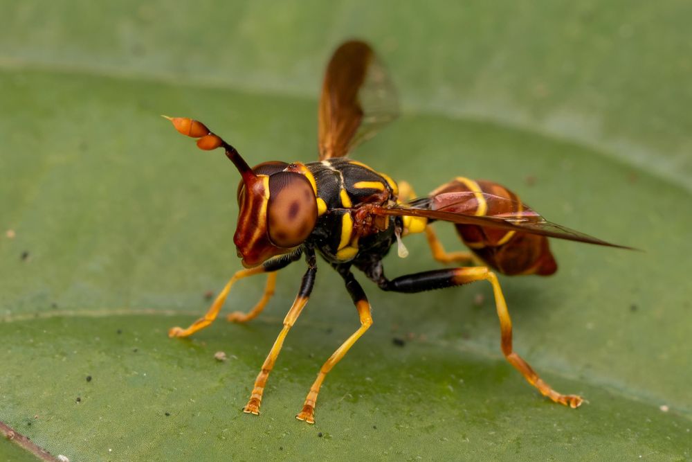 Mosca con forma y colores de avispa.