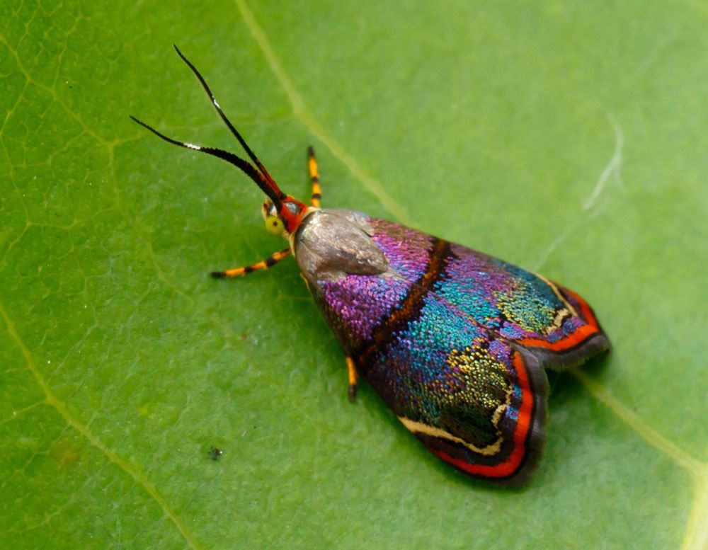 Polilla con alas púrpuras, azules y negras con bordes amarillos y rojos.