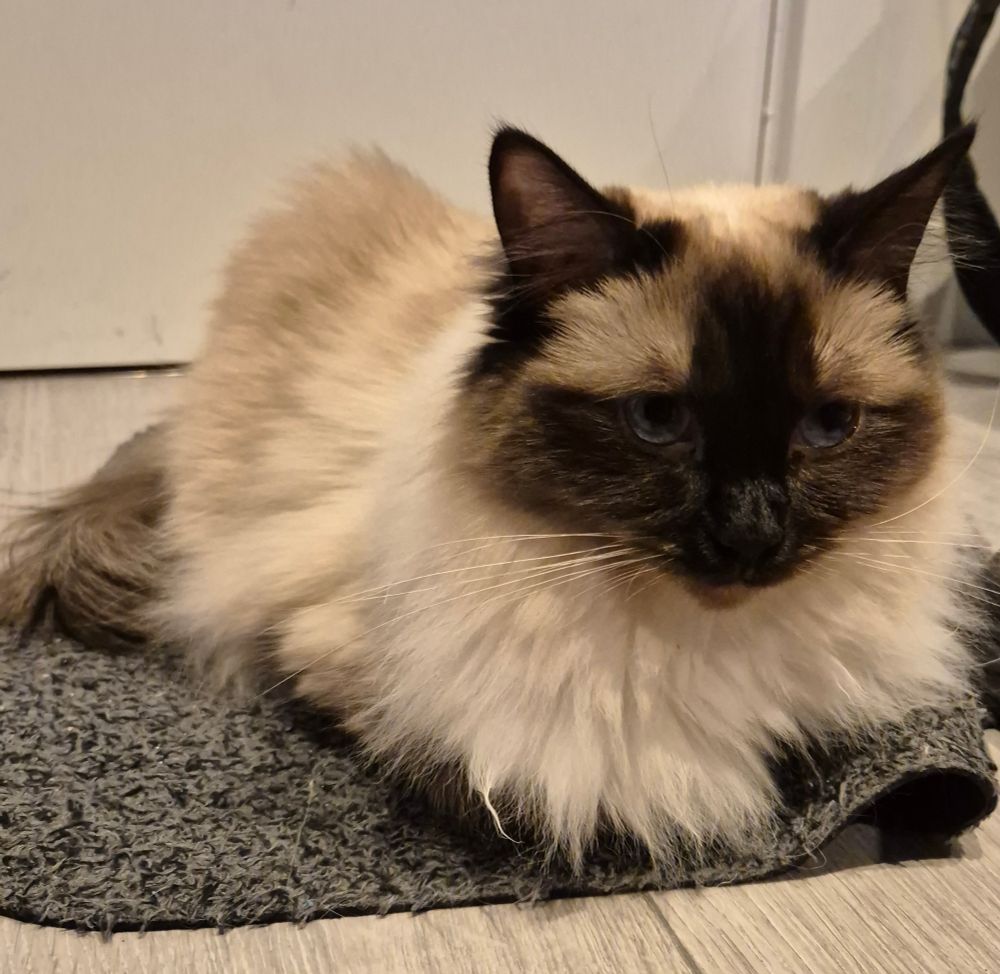 White cat with dark face loafing on a grey doormat